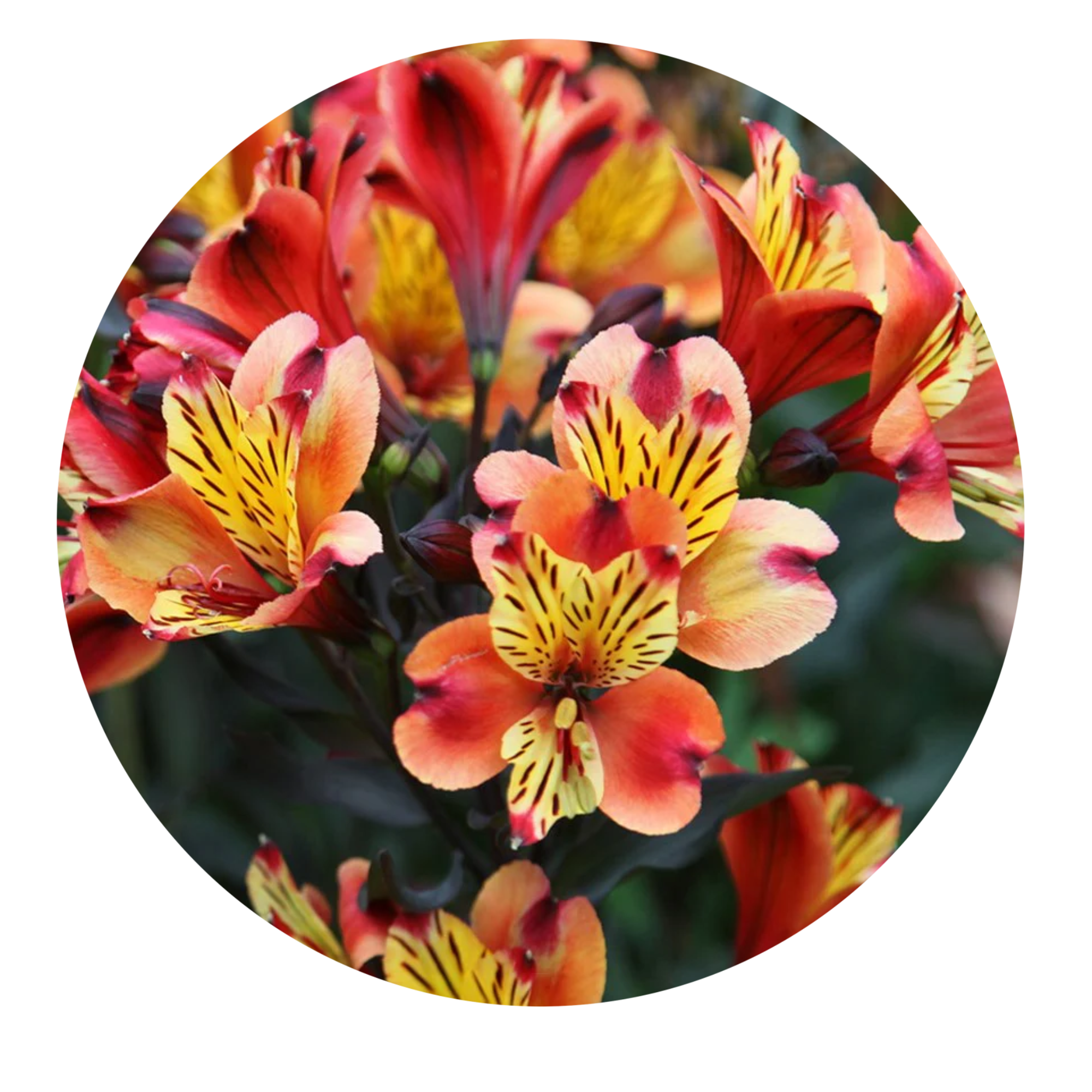 Alstroemeria